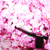 Kashân Rose