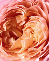 ROSE TENTATION