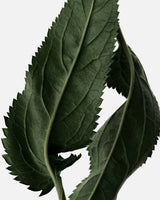 Le Patchouli Elixir
