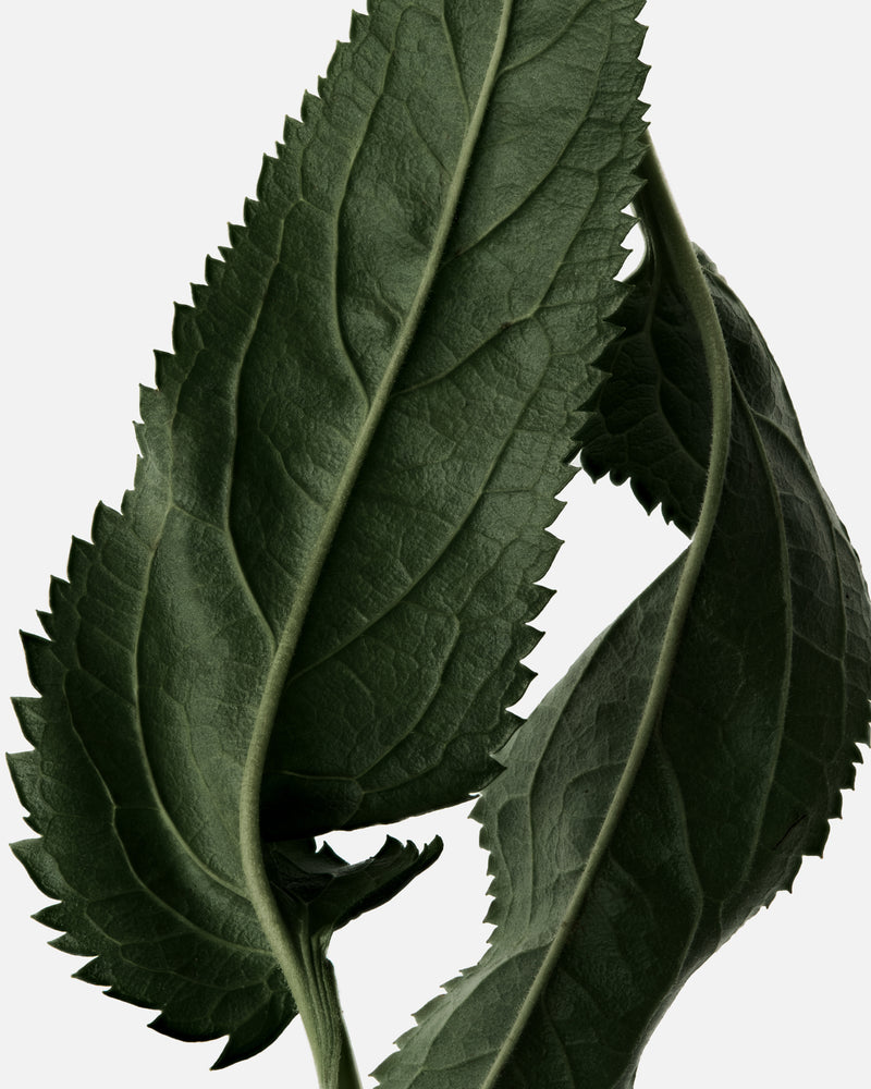 Le Patchouli